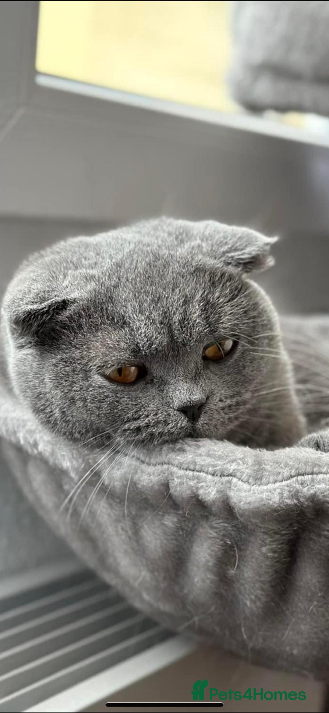 Scottish Fold cats for sale: 🐱TICA Scottish fold & Scottish straight kittens  - Image 7