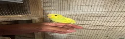 Budgerigars birds for sale: Budgies for sale £40 each collection mk404nn - Advert 5