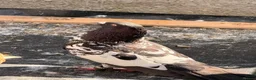 Mixed Breed birds for sale: Top quality 2 Afghan male pigeons in Ilford - Advert 2