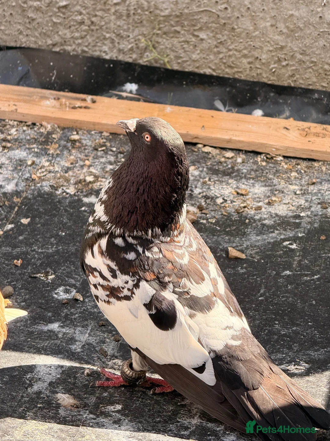 Mixed Breed birds for sale: Top quality 2 Afghan male pigeons in Ilford - Advert 2