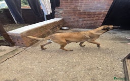 Belgian Shepherd Dog dogs for sale: Belgian Shepherd puppies - Advert 25