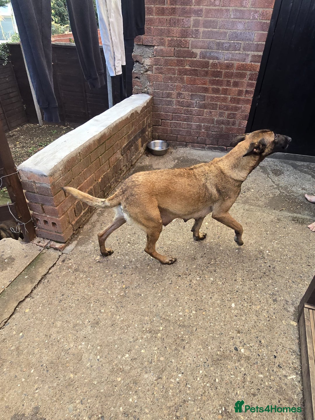 Belgian Shepherd Dog dogs for sale: Belgian Shepherd puppies - Advert 25