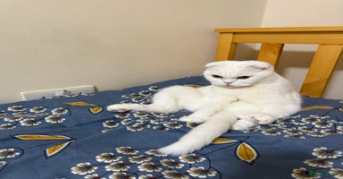 Scottish Fold cats - Advert 7