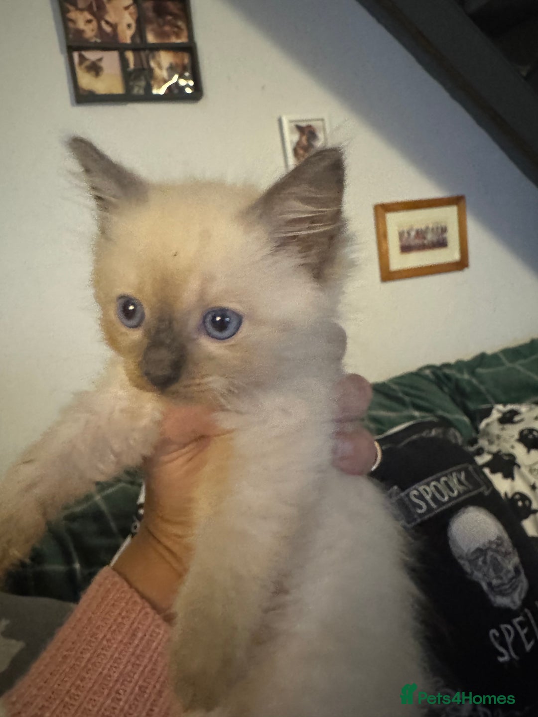 Ragdoll cats for sale: 8 week old ragdoll kittens ready to go now  - Image 8