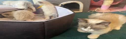 Ragdoll cats for sale: 4 beautiful ragdoll kittens  - Advert 16