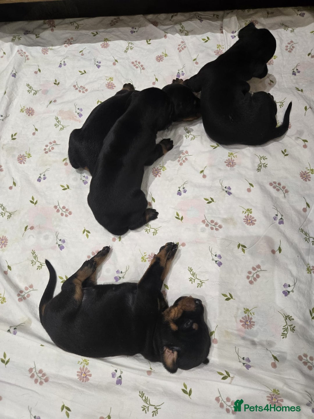 Dobermann dogs for sale: 🥇European Champion Line Dobermann puppies 🐶 🏆  - Advert 2