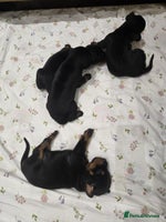 Dobermann dogs 🥇European Champion Line Dobermann puppies 🐶 🏆 - Advert 3