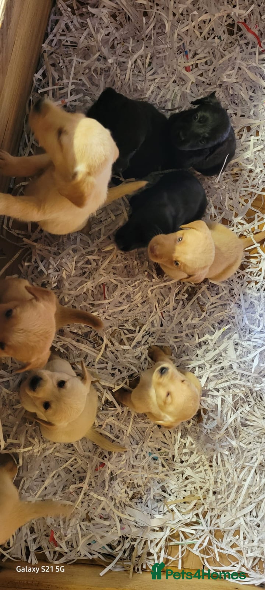 Labradoodle dogs for sale: F1b labradoodle,  back cross to a labrador - Image 35