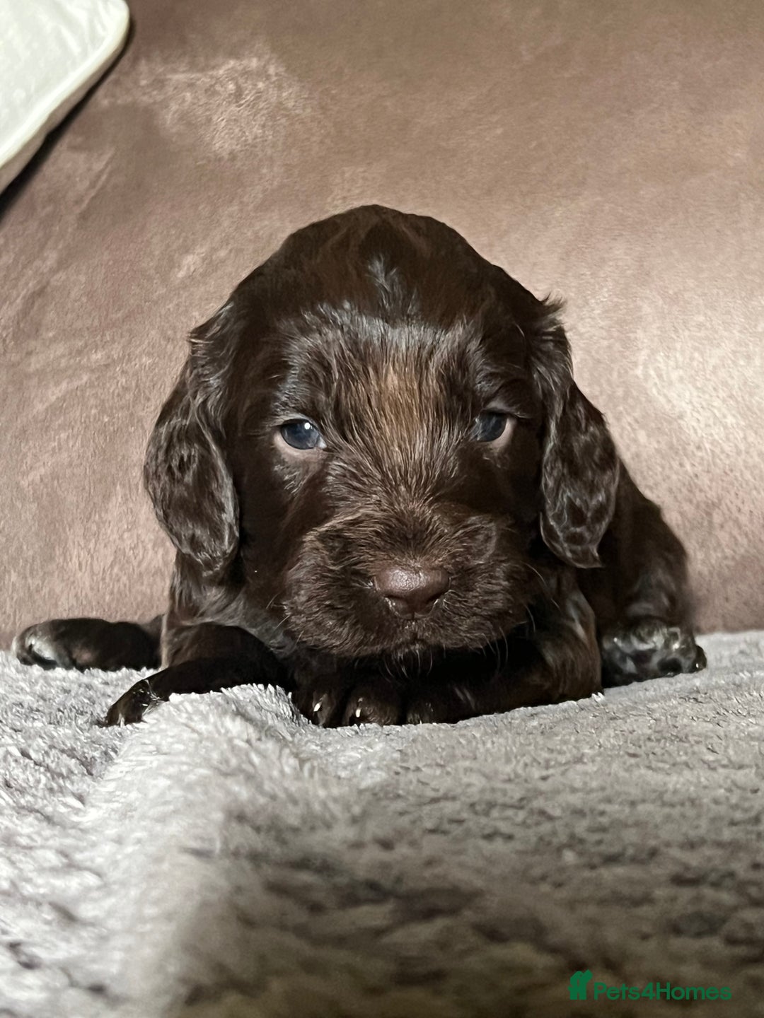 Cockapoo dogs for sale: F1 Cockapoos 5⭐️ Licensed Breeder Fully DNA Tested - Advert 13