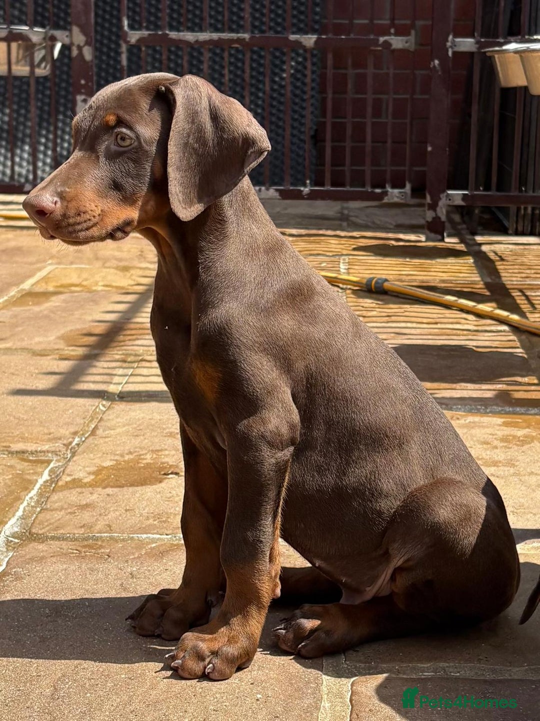 Dobermann dogs for sale: Top Quality Dobermann Puppies Available - Image 9