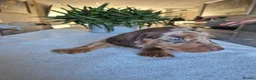 Miniature Dachshund dogs for sale: Beautiful Miniature Dachshund Puppies!💙💙♥️♥️♥️ - Advert 21