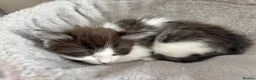 Turkish Van cats for sale: Stunning Turkish van mix READY NOW - Advert 3