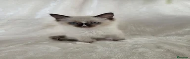 Ragdoll 2