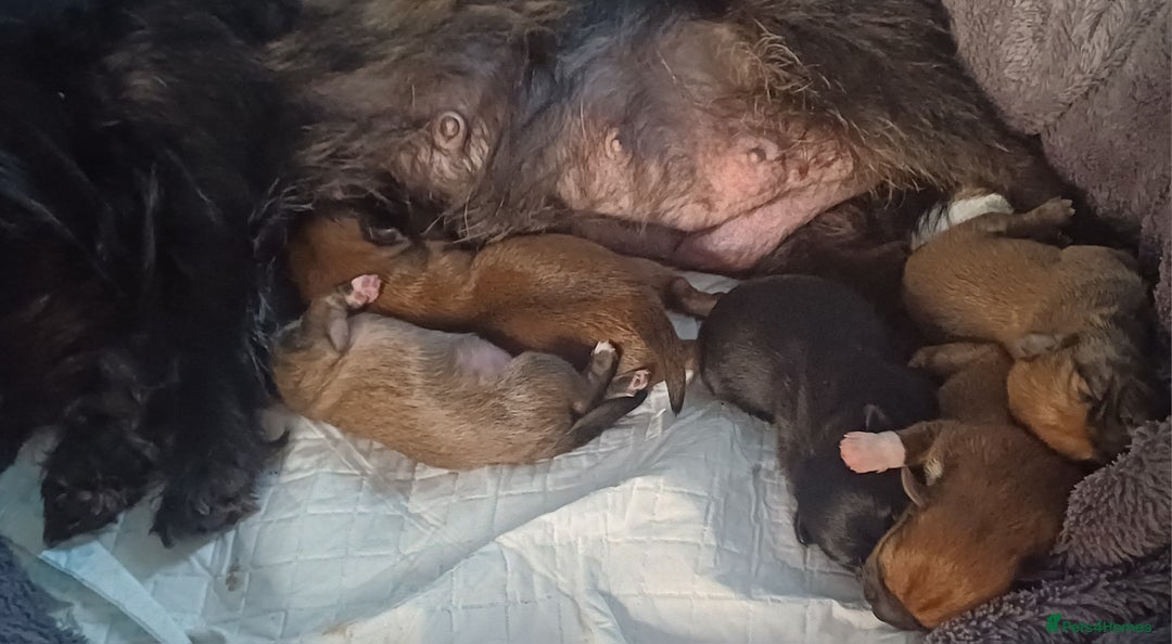 Shih Tzu dogs for sale: Beautiful colours Shihtzu puppies - Image 2