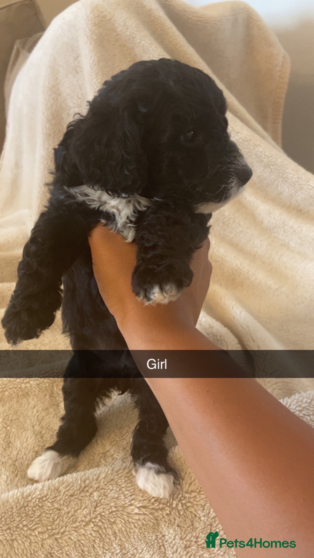 Cockapoo dogs for sale: Beautiful cockapoos for sale  - Image 5