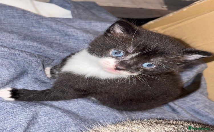 Mixed Breed cats for sale - Advert 2