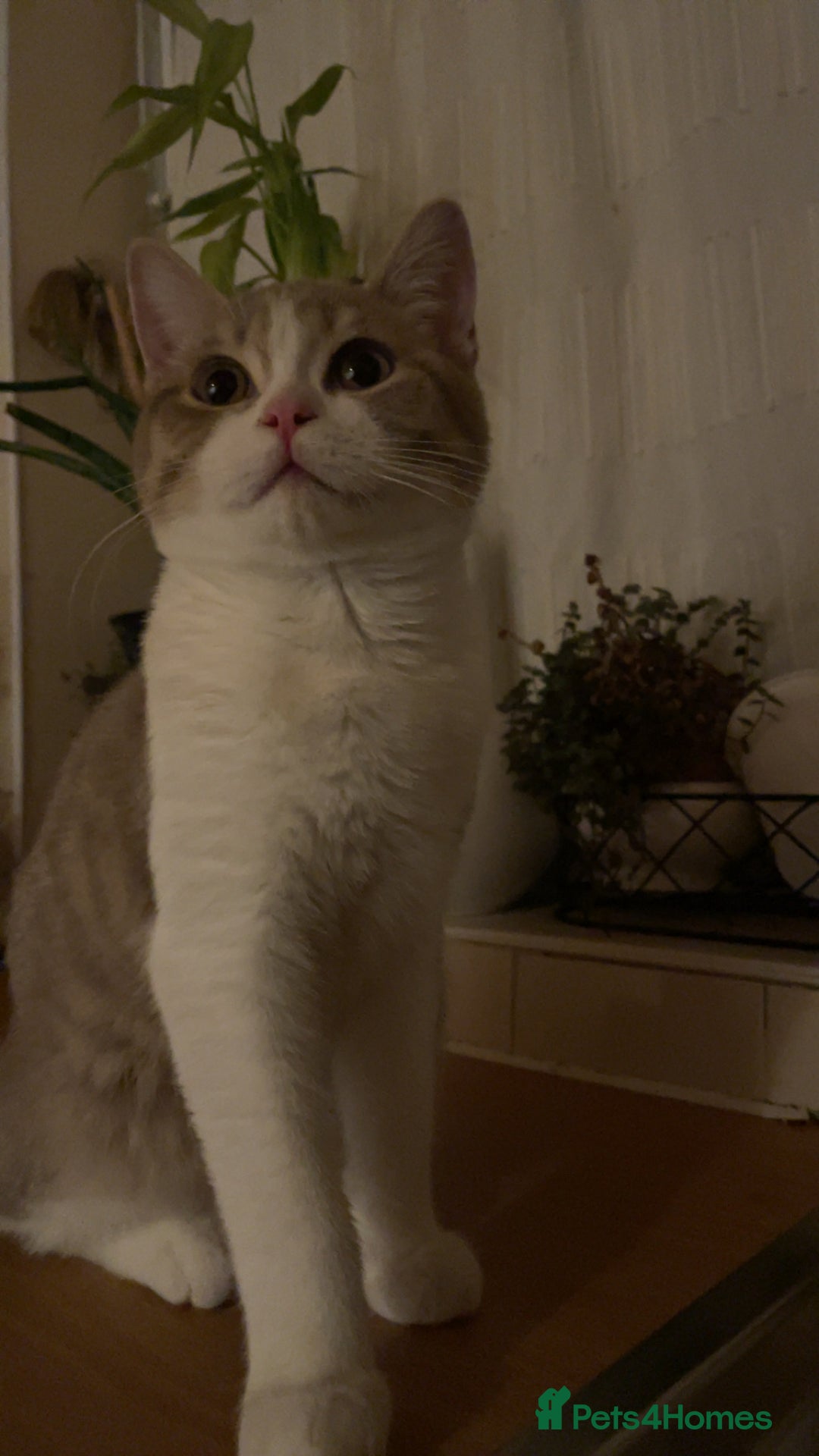 Scottish Fold cats for sale: Two beautiful floppy ear kittens for sale - Advert 9