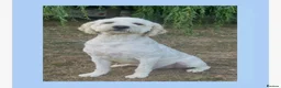 Goldendoodle dogs for stud: Goldendoodle stud Freddie - Advert 2