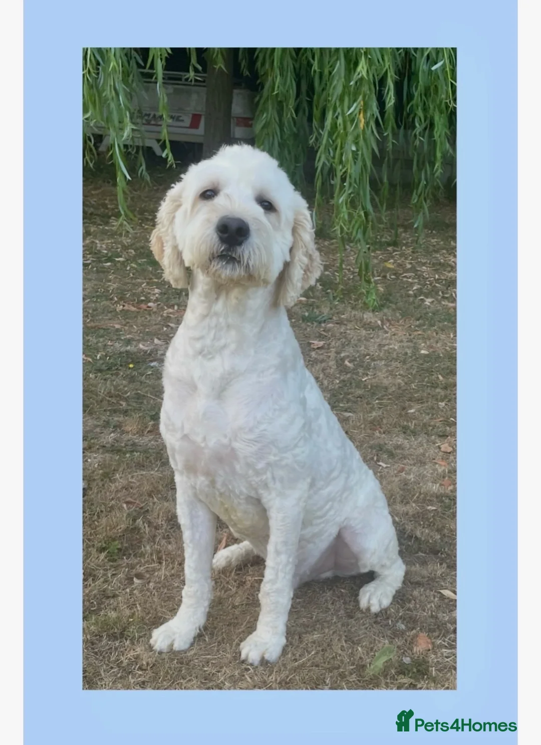 Goldendoodle dogs for stud: Goldendoodle stud Freddie - Advert 2