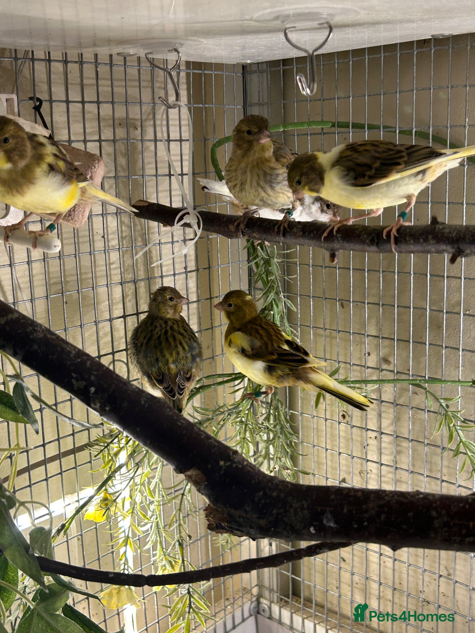 Canaries birds FIFE CANARY'S - Advert 1