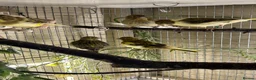 Canaries birds for sale: FIFE CANARY'S - Advert 1