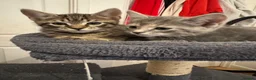 American Shorthair cats for sale: Ginger & tabby male for sale please read descripti - Advert 18
