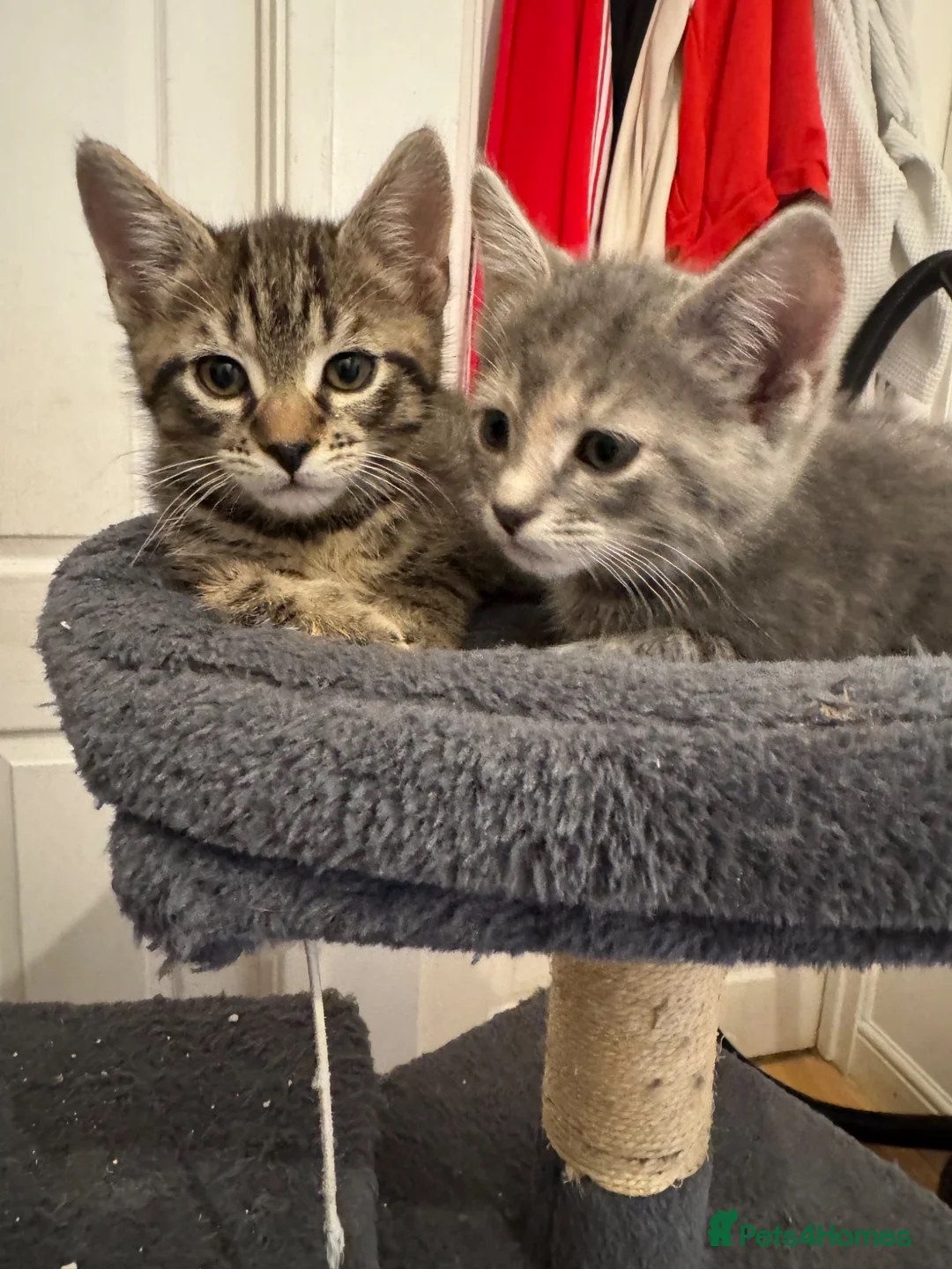 American Shorthair cats for sale: Ginger & tabby male for sale please read descripti - Advert 18