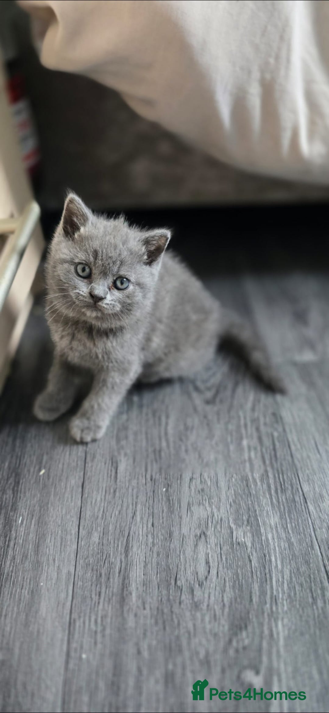 British Shorthair cats for sale: British Shorthair  kittens  - Image 7