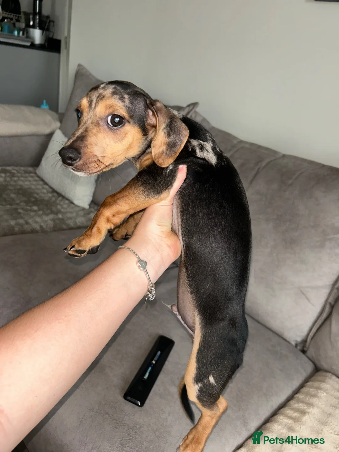 Dachshund dogs for sale: Male merle Dachshund 3 months old  - Advert 2