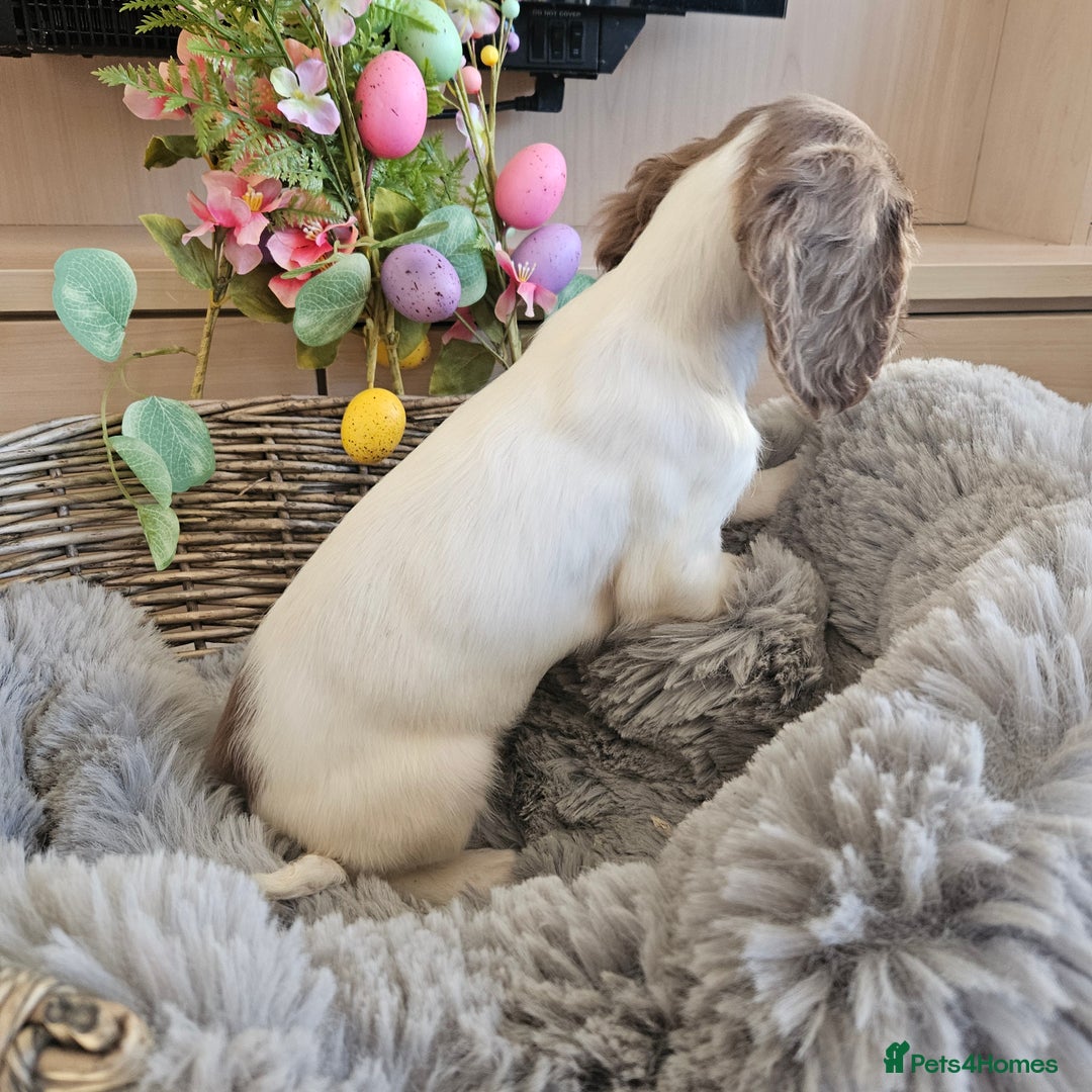 Cocker Spaniel dogs for sale: Stunning mix of working type cocker spaniels  - Advert 25