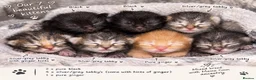 Mixed Breed cats for sale:  mixed kittens, Maine coon ancestry and ragdoll 🐾 - Advert 2