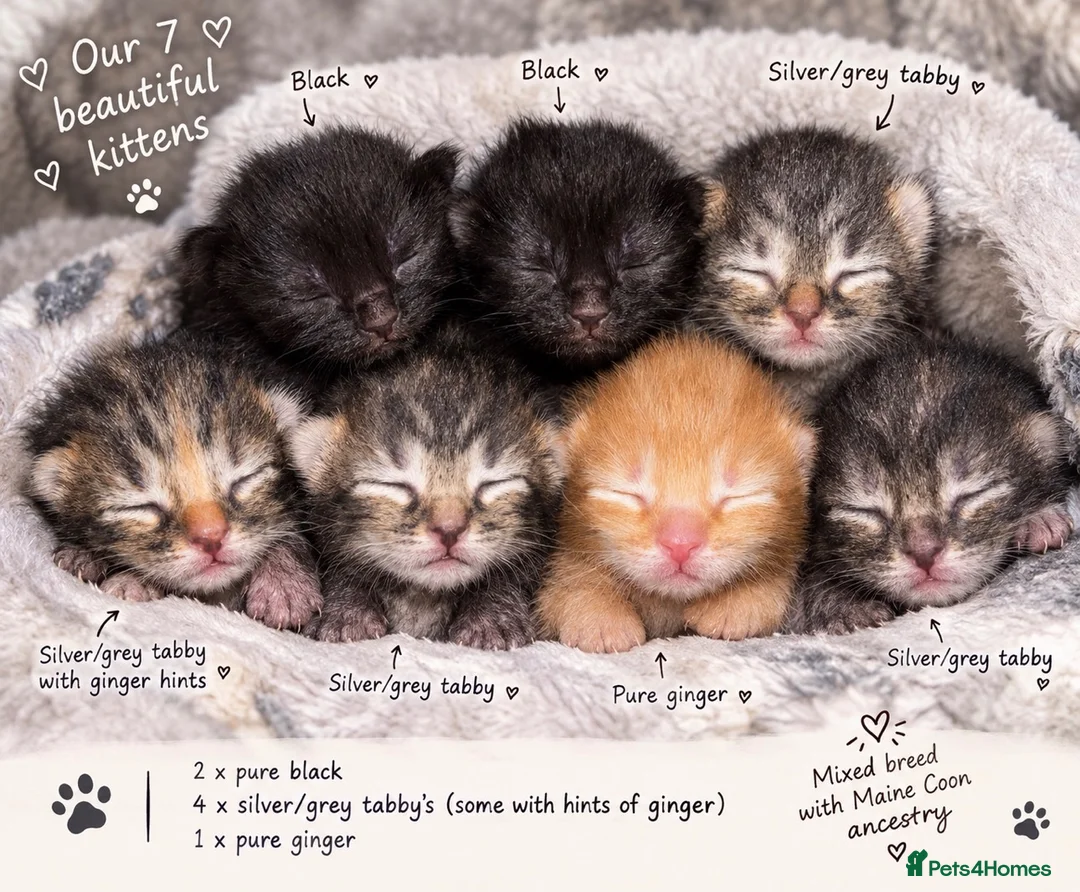 Mixed Breed cats for sale:  mixed kittens, Maine coon ancestry and ragdoll 🐾 - Advert 2