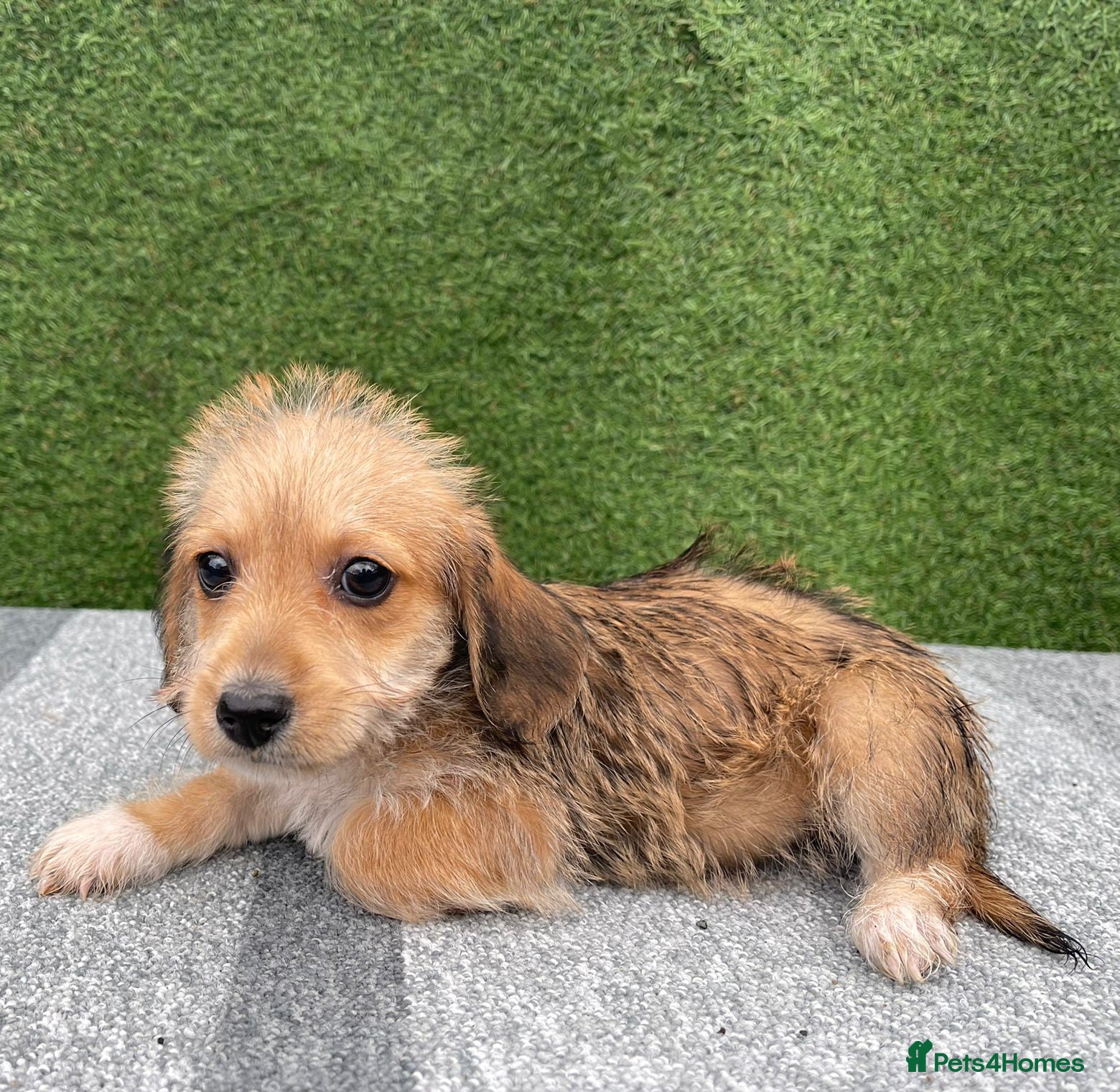 Doxiepoo dogs 4 beautiful doxiepoo puppys ready for new home!!!! - Advert 1