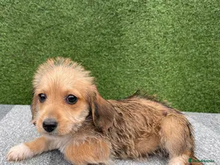 Doxiepoo dogs 4 beautiful doxiepoo puppys ready for new home!!!! - Advert 1