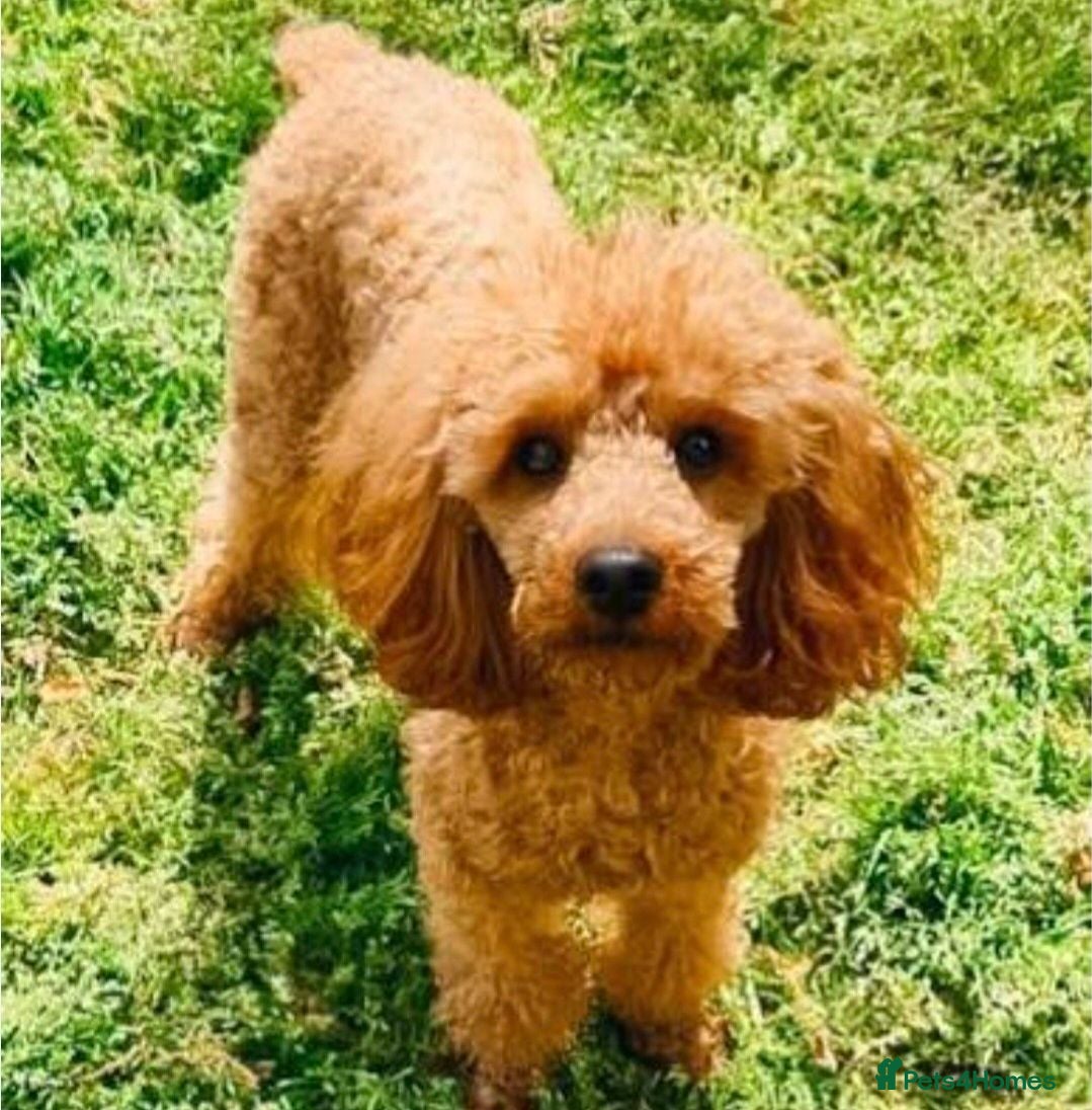 Toy Poodle dogs Kc red toy poodle  - Advert 2