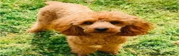 Toy Poodle dogs for sale: Kc red toy poodle  - Advert 1