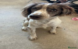 English Springer Spaniel dogs for sale: Buddy - Image 3