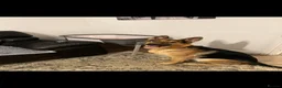 German Shepherd dogs for sale: German Shepherd - Jango  - Advert 10