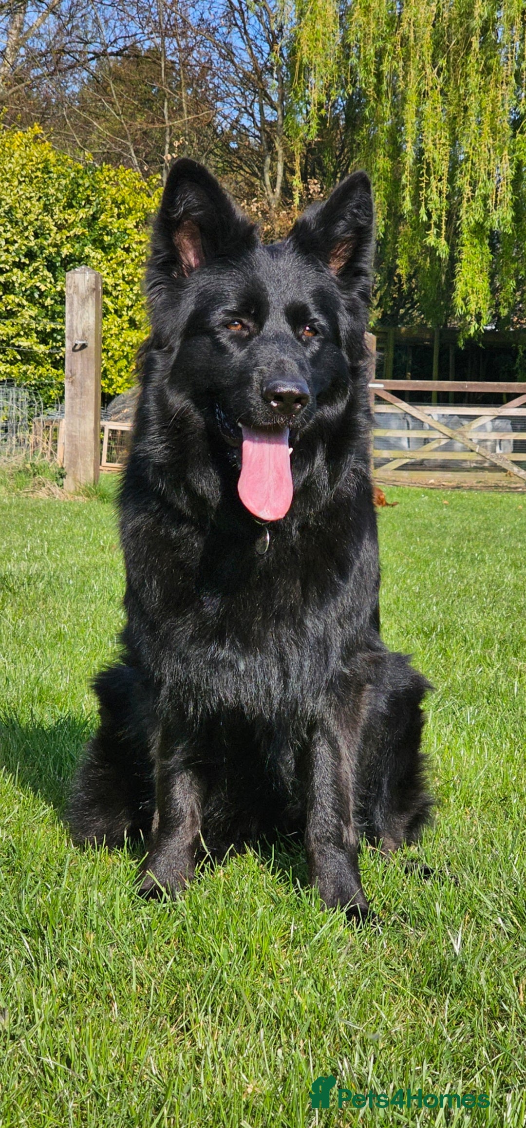 German Shepherd dogs for sale: BOTH PARENTS ARE ALL DNA TESTS CLEAR  - Image 13