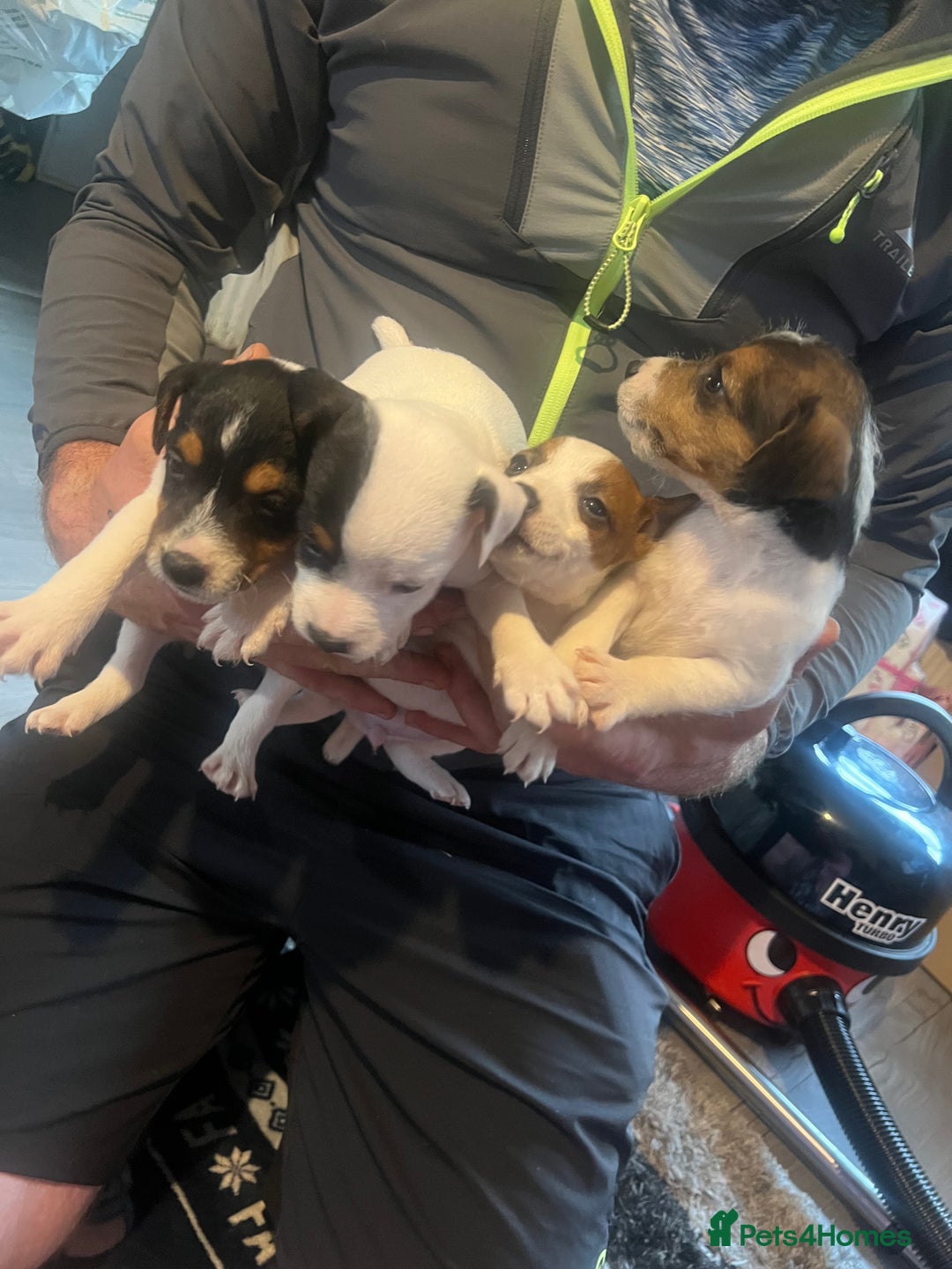 Jack Russell dogs for sale: Working or pet  - Image 3