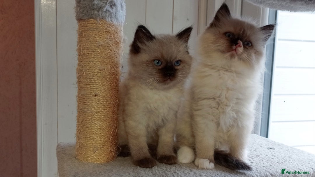 Ragdoll cats for sale: Ragdoll kittens, wonderful 3 Boys  - Image 3