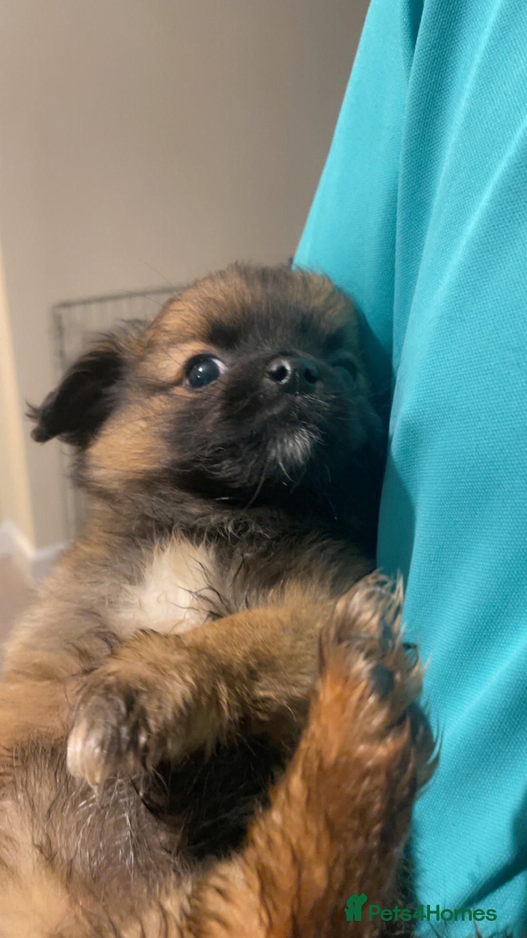 German Spitz dogs for sale: Ready to leave now German spritz puppies  - Image 6