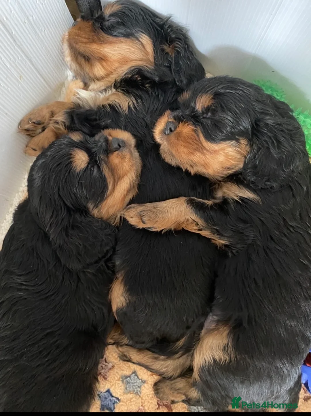 Cavalier King Charles Spaniel dogs for sale: Chocolate carrier’s 🤎 kc registered  - Advert 1