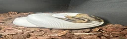 Python Snake reptiles for sale: Beautiful female Pied Royal python.  - Advert 8