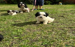 Cockapoo dogs for sale: AMERICAN COCKAPOO PUPPIES FOR SALE  - Image 12
