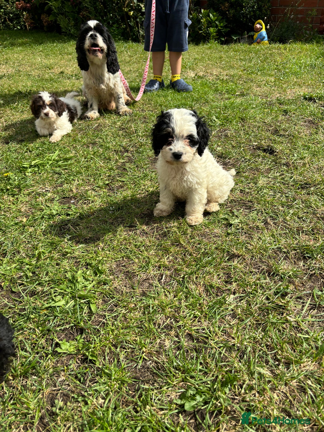 Cockapoo dogs for sale: AMERICAN COCKAPOO PUPPIES FOR SALE  - Image 12