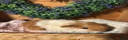 Guinea Pig rodents for sale: Baby guinea pigs  - Advert 2