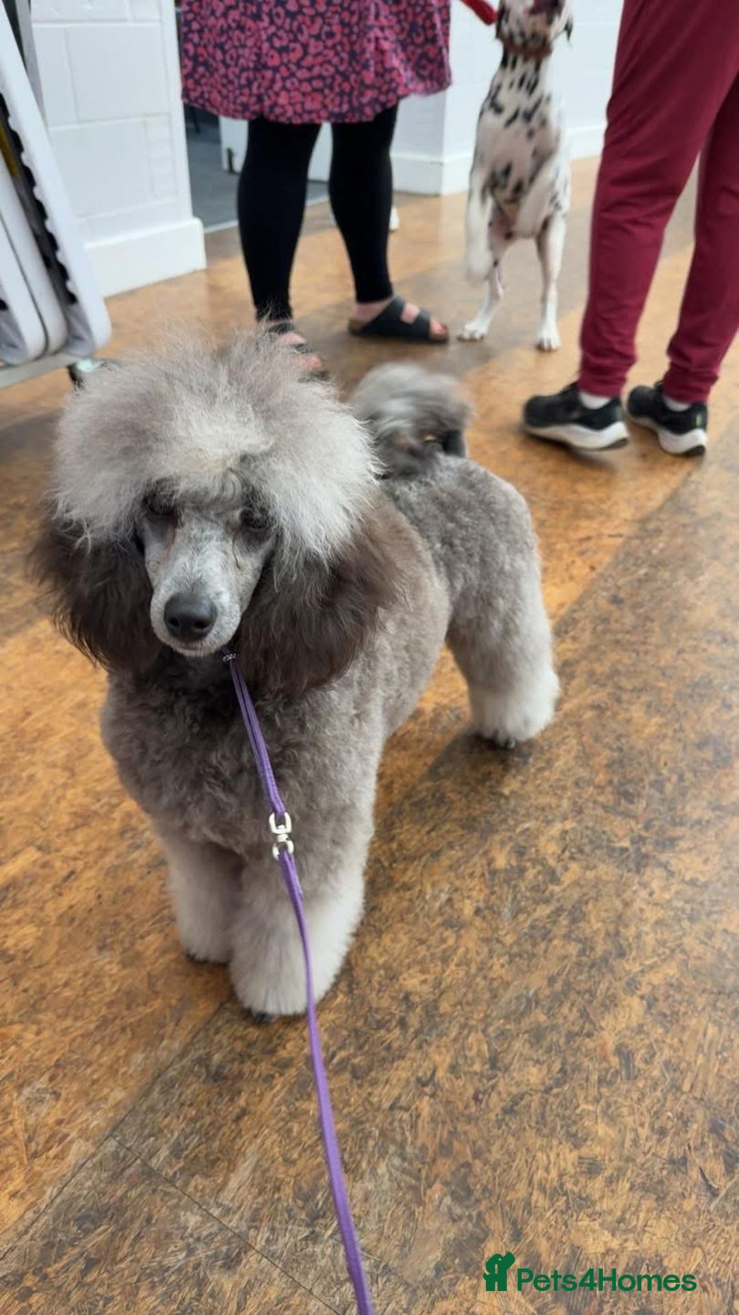 Miniature Poodle dogs for sale: OUTSTANDING SILVER MINI POODLES BEST IN 🇬🇧  - Advert 9