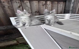 Maine Coon cats for sale: 🌟🌟Beautiful Maine Coon kittens 🌟🌟 - Image 17
