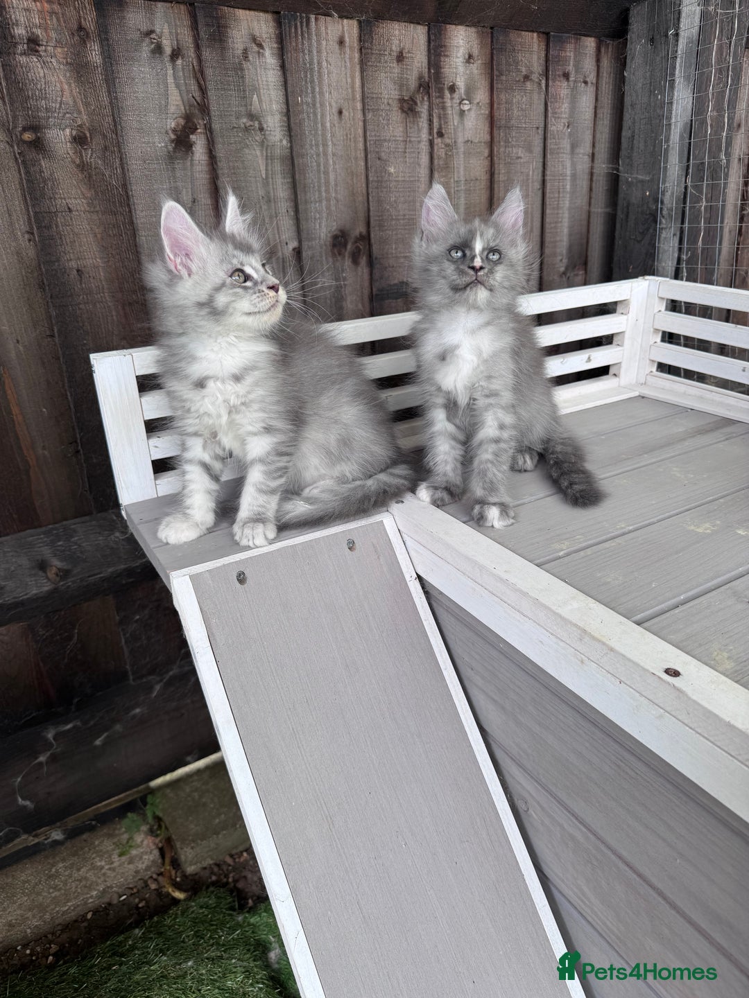 Maine Coon cats for sale: 🌟🌟Beautiful Maine Coon kittens 🌟🌟 - Image 17